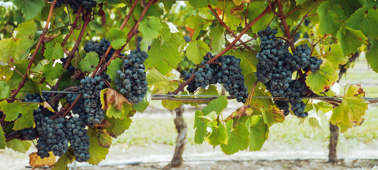 black grape vine