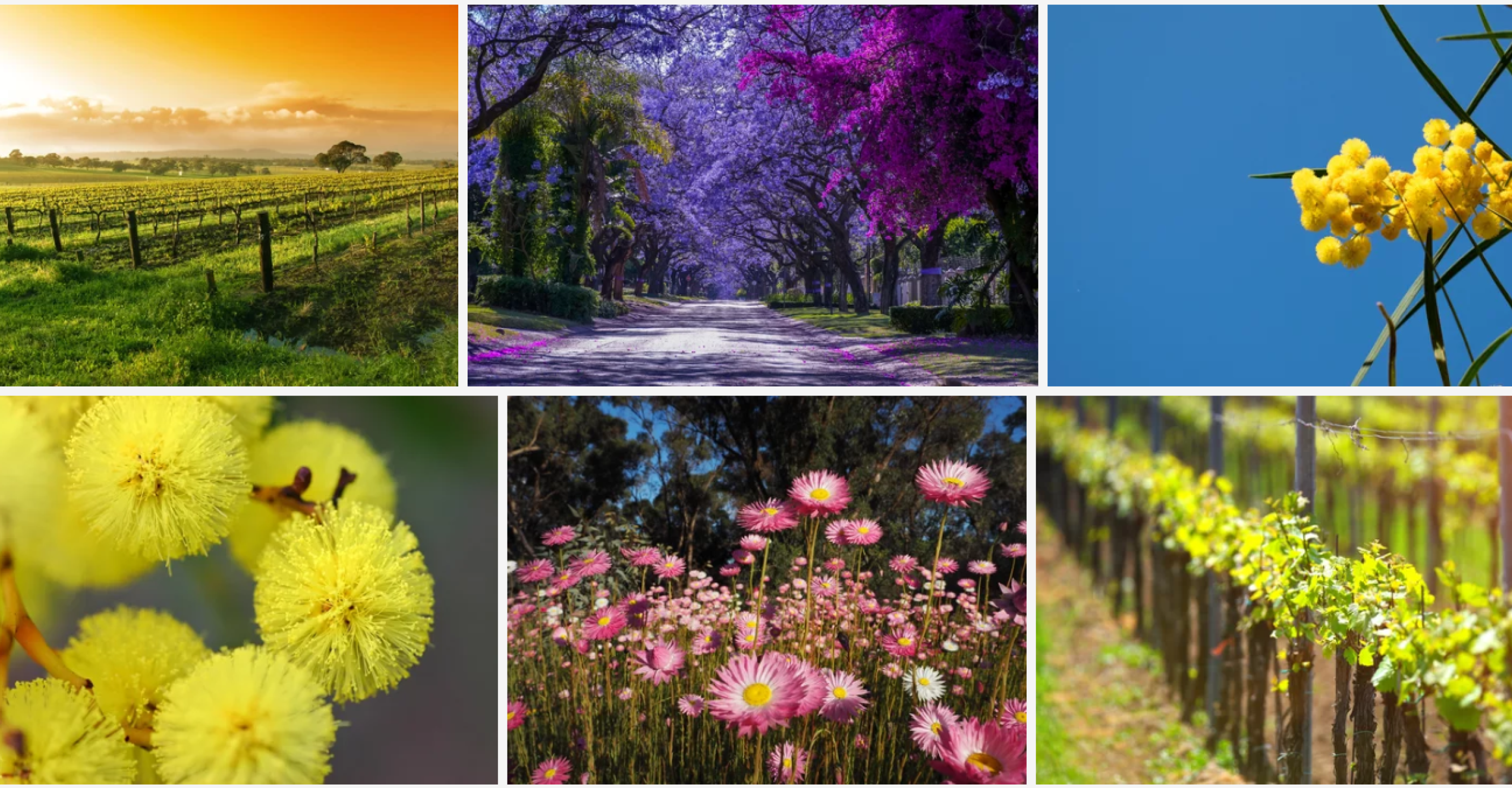 Spring in Australia
