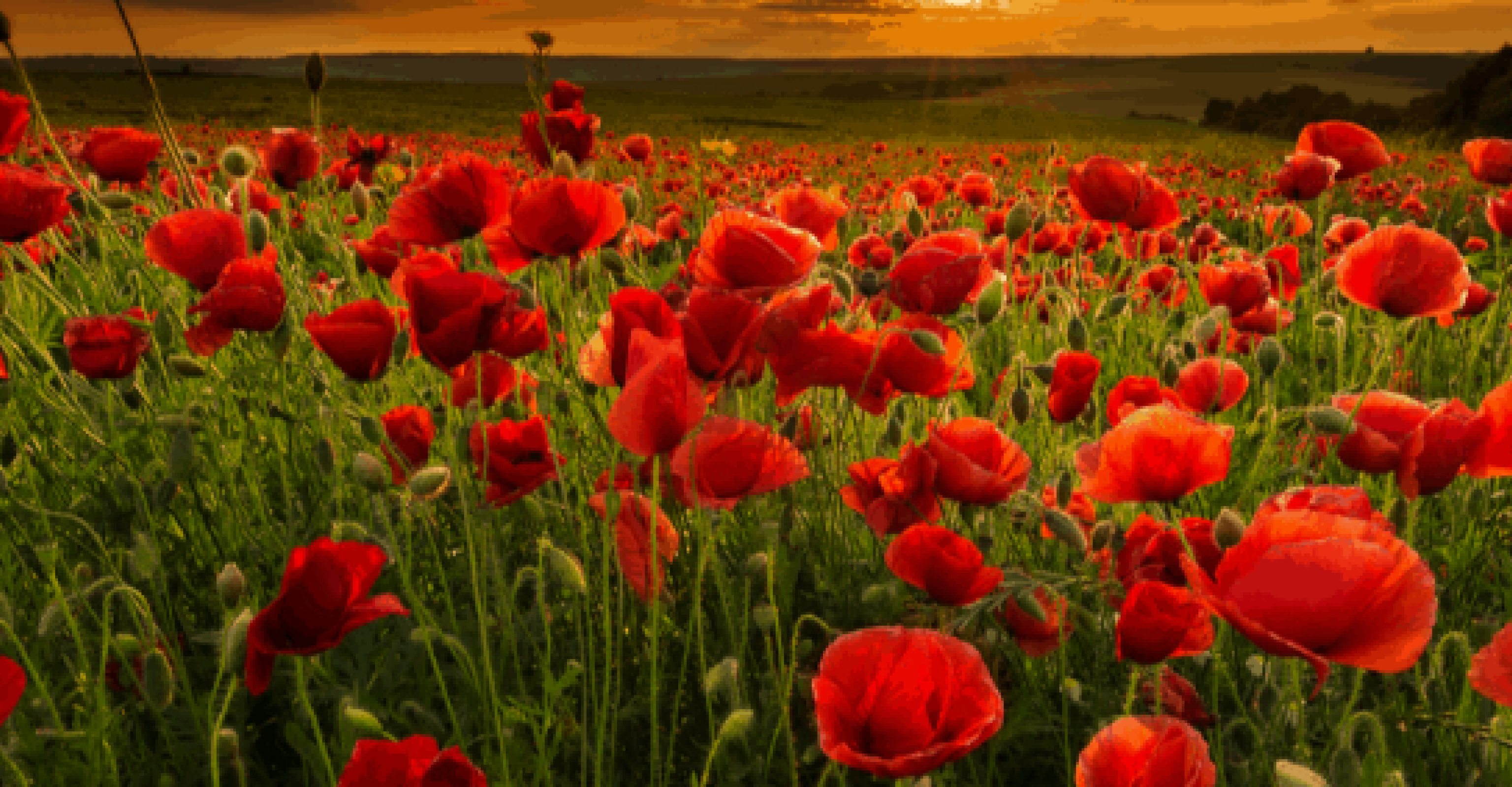 field of red poppies