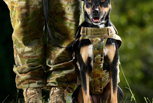 defence pets